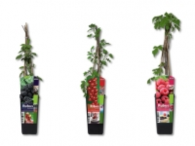 Beerensträucher CHF 4.99