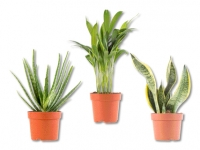 Air-Purifying Plants CHF 3.99