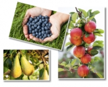Mini Obstbaum CHF 14.99