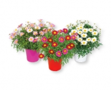 Margeriten-Busch CHF 3.99