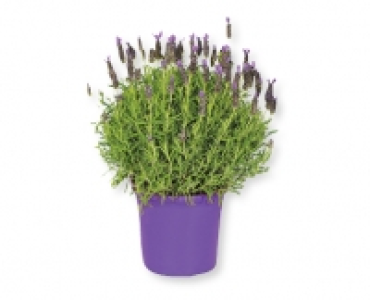 Schopflavendel CHF 5.99