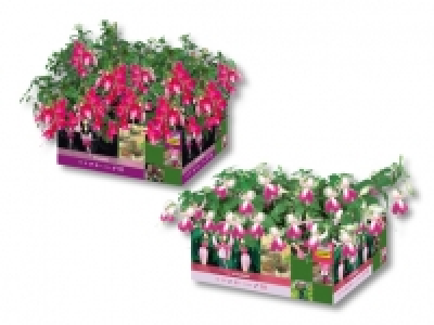 Fuchsien CHF 3.99