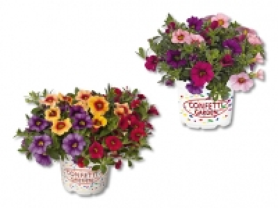 Calibrachoa Trio CHF 2.99
