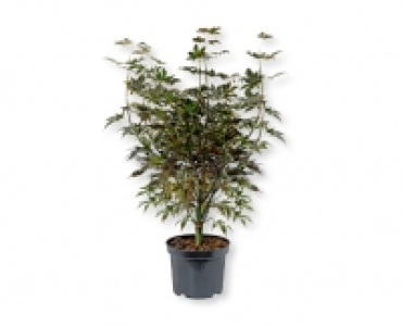 Ahorn-Strauch CHF 18.99