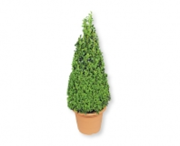 Buchsbaumpyramide CHF 14.99