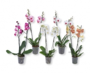 Orchidee CHF 7.95