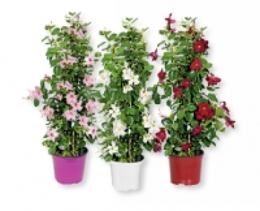 Dipladenia CHF 12.99