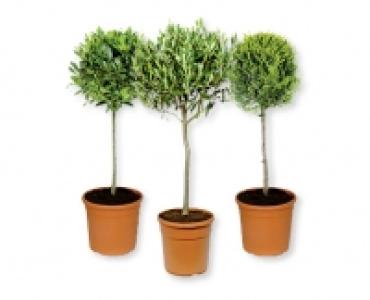 Toscana Stämmchen CHF 17.99