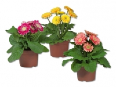 Gerbera CHF 2.99