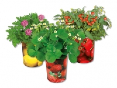 Fruchtpflanzen im Becher CHF 3.99