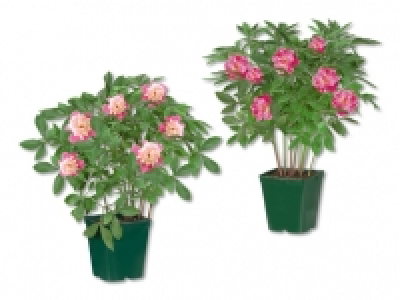 Pfingstrose CHF 9.99