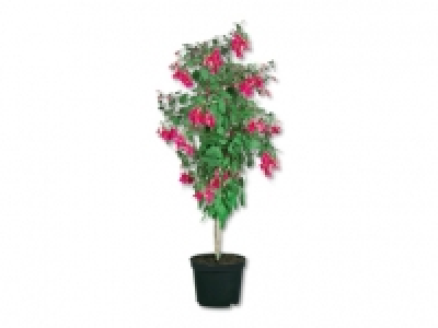 Fuchsienhochstamm CHF 9.99