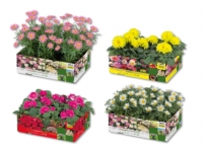 Beetpflanzen CHF 3.99