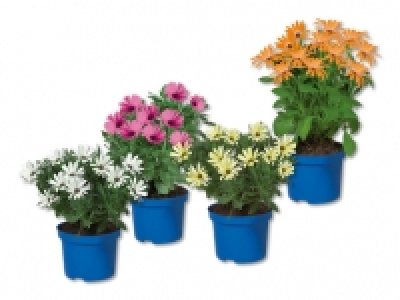 Osteospermum CHF 1.79