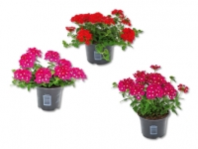 Verbena CHF 2.99