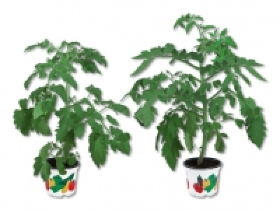 Gem&uuml;sepflanzen CHF&nbsp;1.99