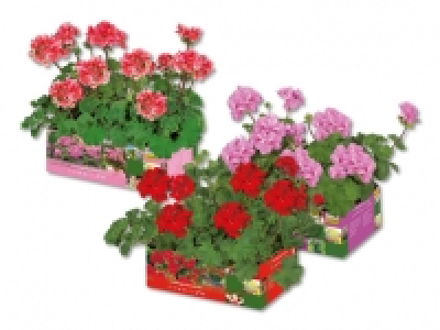 Geranien stehend CHF 3.99