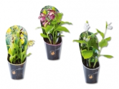 Gartenorchideen CHF 14.99