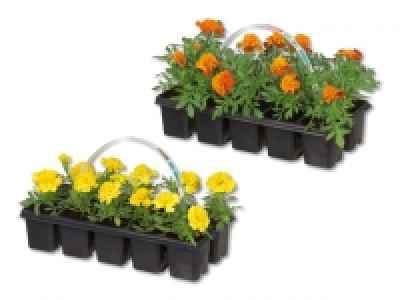 Tagetes CHF 2.99