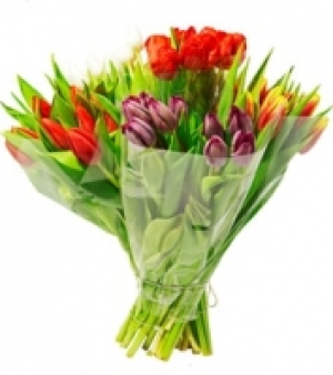 Tulpen CHF 4.35
