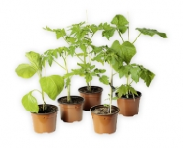 Bio-Fruchtgemuse CHF 5.49