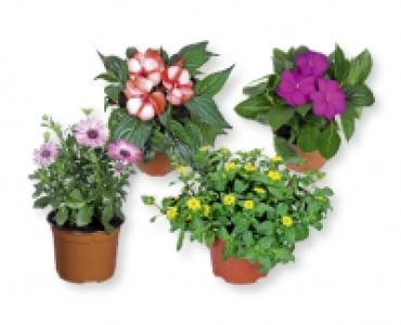 Aldi Suisse  Saisonflor Gartenzeit