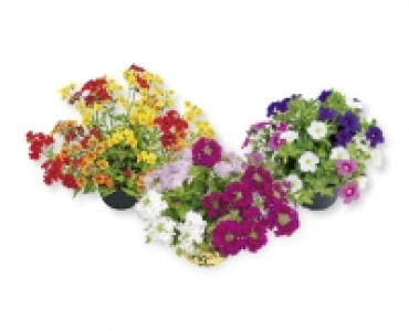 Aldi Suisse  Sommerflor Trio