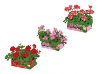 Geranien stehend/ h&auml;ngend CHF&nbsp;3.99