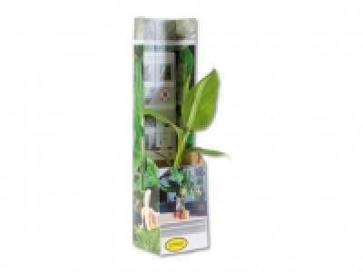 Bananenpflanze «Musa basjoo» CHF 3.99