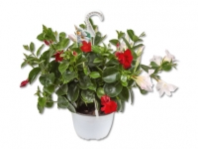 Dipladenia Ampel CHF 9.99