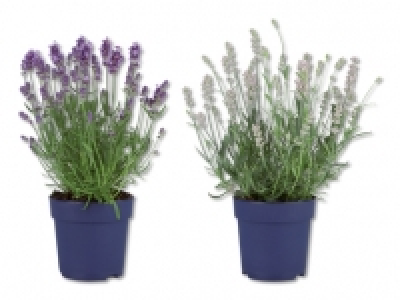Lavendel angustifolia CHF 2.99