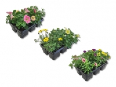 Beetpflanzenmix «Kollektion» CHF 4.99