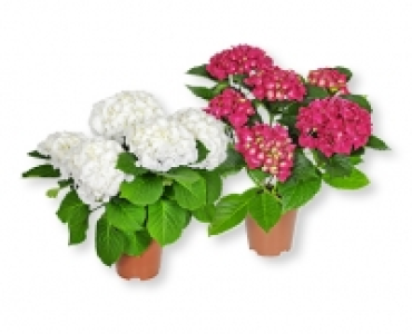 Hortensie CHF 6.99