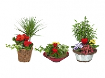 Bepflanzte Muttertagsschale CHF&nbsp;9.99