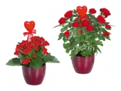Topfrosen und Kalanchoe in Keramik CHF 5.99