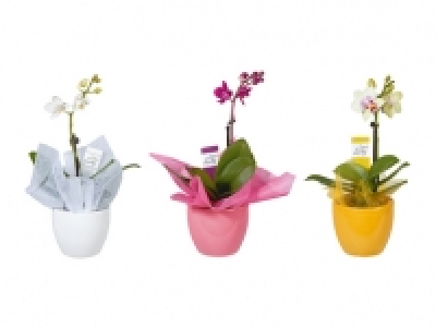 Phalaenopsis Little Lady CHF 9.99