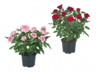 Topfrosen CHF 2.99
