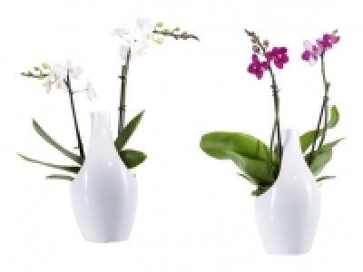 Phalaenopsis in Julia Keramik CHF&nbsp;12.99