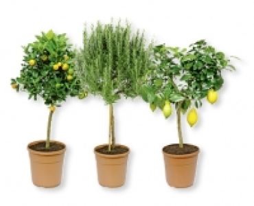 Mediterranes Stämmchen CHF 19.99
