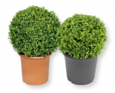 Buchskugel CHF 11.99