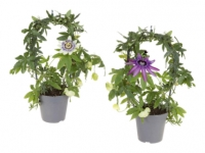 Passiflora Bogen CHF 5.99