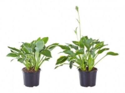 Funkie Hosta CHF 4.99