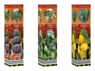 Mediterrane Pflanze CHF 4.99