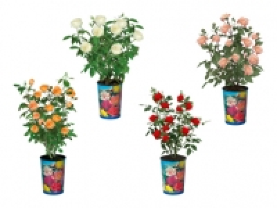 Freilandrosen CHF&nbsp;7.99