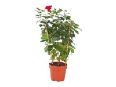 Dipladenia am Spalier CHF 6.99