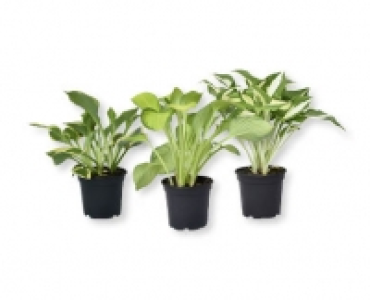 Hosta CHF&nbsp;4.99