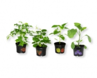 Gemuse-/Erdbeerpflanze CHF 1.99
