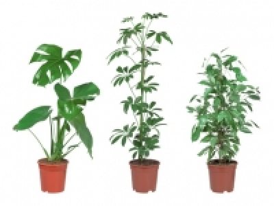 Grünpflanzenmix CHF 7.99