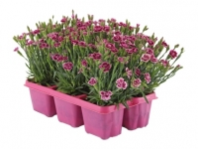 Dianthus «Pink Kisses» CHF 9.99