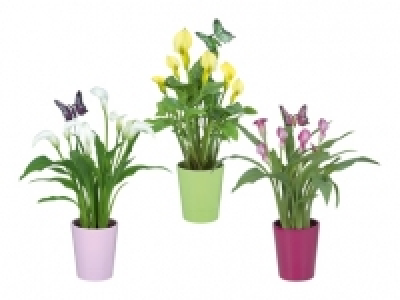 Calla im Keramikübertopf CHF 6.99